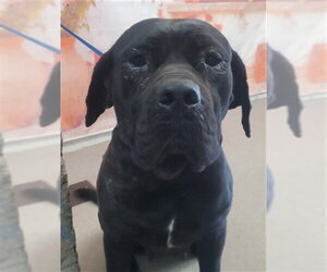 Mutt Dogs for adoption in San Bernardino, CA, USA