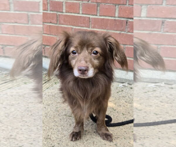 Medium Photo #1 Dachshund-Unknown Mix Puppy For Sale in Bardstown, KY, USA
