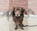 Small Dachshund Mix