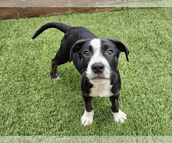 Medium Photo #3 German Shepherd Dog-Unknown Mix Puppy For Sale in Mission Viejo, CA, USA