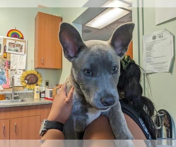 Medium Photo #1 Mutt Puppy For Sale in Santa Cruz, CA, USA