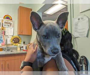 Mutt Dogs for adoption in Santa Cruz, CA, USA