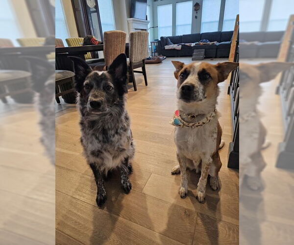 Medium Photo #10 Mutt Puppy For Sale in Sandy, UT, USA