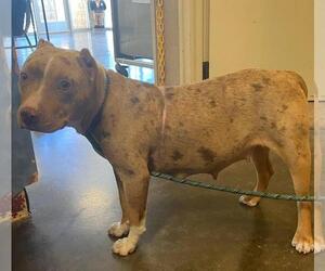 American Pit Bull Terrier-Unknown Mix Dogs for adoption in Rockwall, TX, USA