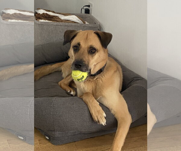 Medium Photo #5 Mutt Puppy For Sale in Woodbury, NY, USA