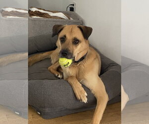 LUCAS - Male Mutt Dog for Adoption - Photo #5