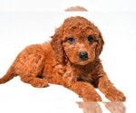 Small #17 Goldendoodle mix (+ Poodle Miniature)