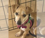 Small #4 Dachshund Mix