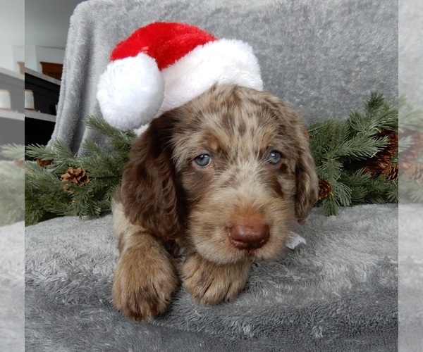 Medium Photo #2 Labradoodle Puppy For Sale in MILLERSBURG, OH, USA