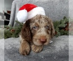 Small #1 Labradoodle