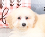 Small Photo #3 Poochon Puppy For Sale in MARIETTA, GA, USA