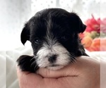 Small #4 Morkie