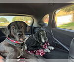 Small #2 Great Dane