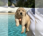 Small Photo #2 Golden Retriever Puppy For Sale in LAKE PARK, GA, USA