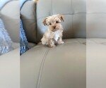 Puppy 1 Yorkshire Terrier