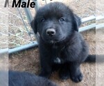 Small Photo #2 Pyrenees Husky Puppy For Sale in BANKS, OR, USA
