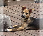 Small #7 Mutt