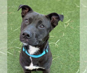 Mutt Dogs for adoption in Las Vegas, NV, USA