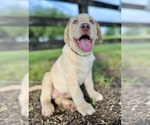 Puppy Shiner Labrador Retriever