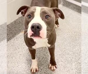Mutt Dogs for adoption in Houston, TX, USA