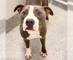 ROCKY - Male Mutt Dog for Adoption - Small photo