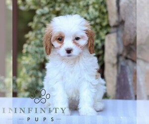 Cavapoo Puppy for sale in EAST EARL, PA, USA