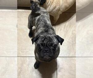 Pug Dogs for adoption in Elizabeth City, NC, USA