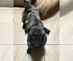 Small Pug