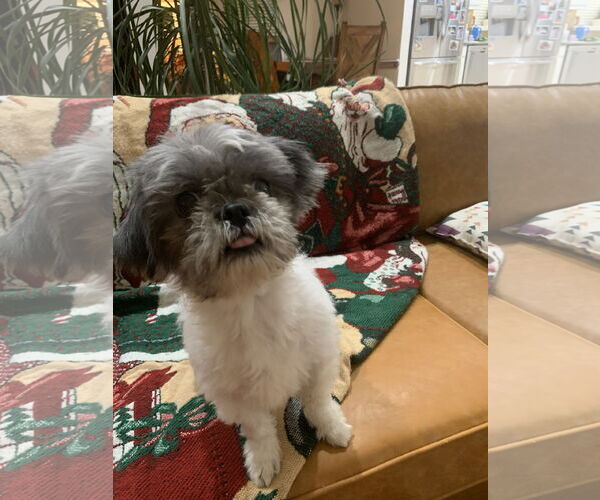 Medium Photo #3 Shih Tzu Puppy For Sale in Spring, TX, USA