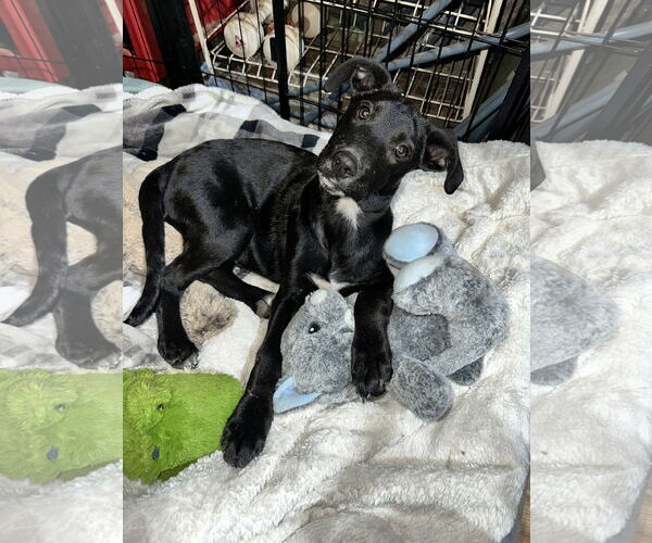 Medium Photo #1 Catahoula Leopard Dog-Unknown Mix Puppy For Sale in Ball Ground, GA, USA