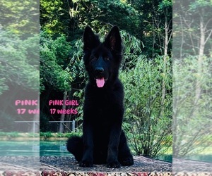 German Shepherd Dog Puppy for sale in GADSDEN, AL, USA