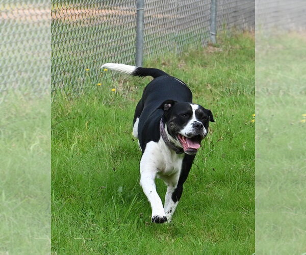 Medium Photo #2 Mutt Puppy For Sale in Glen Allen, VA, USA