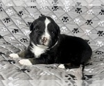 Small Photo #38 Australian Shepherd Puppy For Sale in SALISBURY, NC, USA