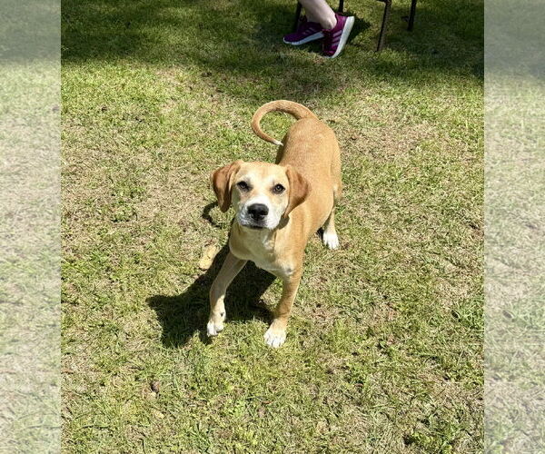 Medium Photo #2 American Foxhound-Unknown Mix Puppy For Sale in Texarkana, TX, USA