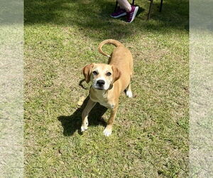 Sissy - Female American Foxhound-Unknown Mix Dog for Adoption - Photo #2