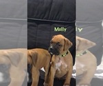 Small #1 Boxer