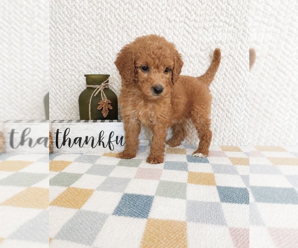 Medium Photo #3 Goldendoodle mix (+ Poodle Miniature) Puppy For Sale in INDIANAPOLIS, IN, USA