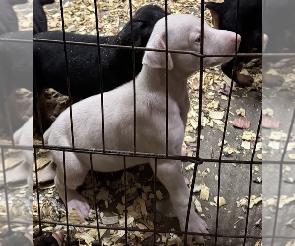 Medium Photo #41 Doberman Pinscher Puppy For Sale in RICHMOND, VA, USA