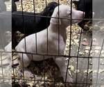 Small #40 Doberman Pinscher