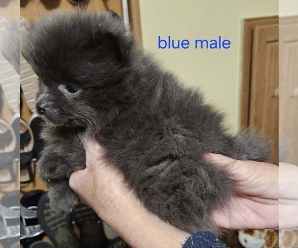 Medium Photo #4 Pomeranian Puppy For Sale in CONKLIN, NY, USA