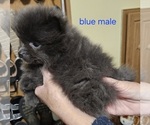 Small #3 Pomeranian