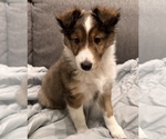 Small Photo #1 Shetland Sheepdog Puppy For Sale in TOWSON, MD, USA