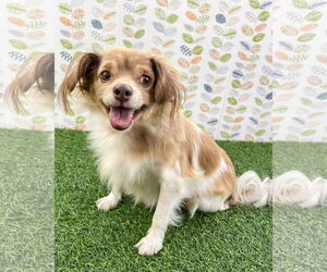 Papillon-Unknown Mix Dogs for adoption in Corona, CA, USA