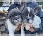 Small Photo #13 French Bulldog Puppy For Sale in TEMPLETON, CA, USA