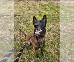 Mutt Dogs for adoption in Imlay City, MI, USA
