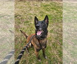 Deputy - Located in Tennessee - Male Mutt Dog for Adoption - Small photo