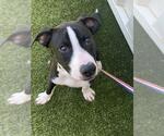 Small #1 Mutt