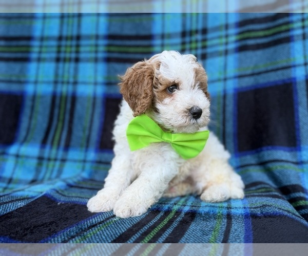 Medium Photo #3 Cavapoo (Miniature) Puppy For Sale in LAKELAND, FL, USA