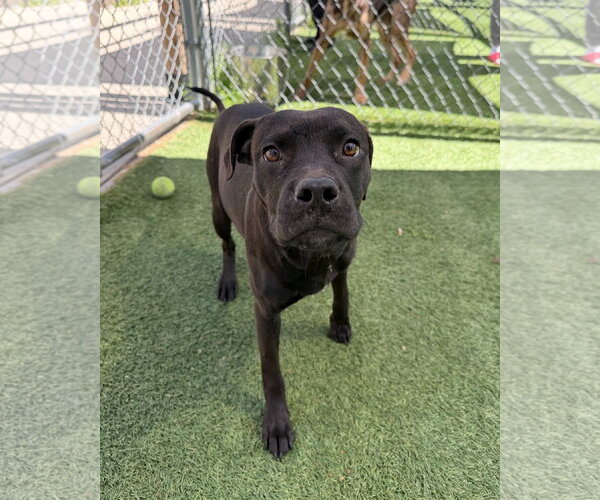 Medium Photo #1 Staffordshire Bull Terrier-Unknown Mix Puppy For Sale in Shermans Dale, PA, USA