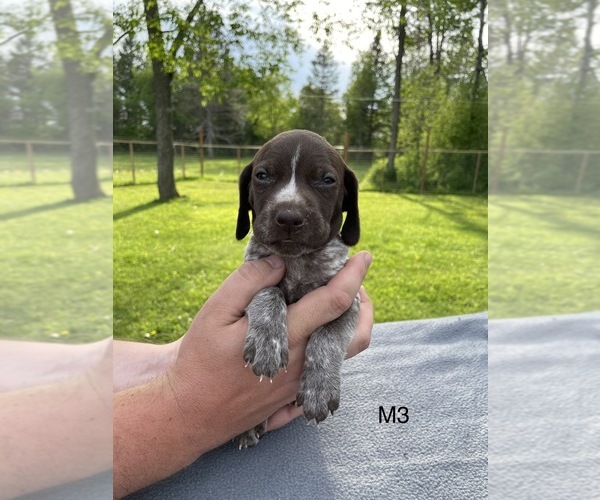Medium Photo #2 German Shorthaired Pointer Puppy For Sale in ARGONNE, WI, USA